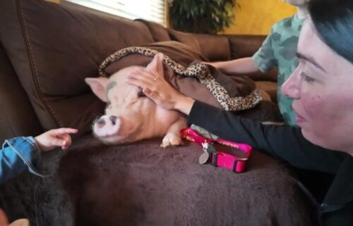 Health officials are threatening to take her away because they say it's illegal to have a pet pig in New York City.