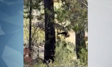 Black bear along Huntington Road Brad Baer