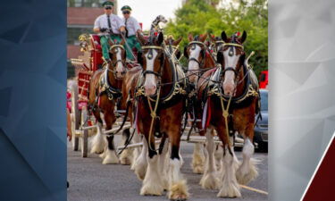 Budweiser Clydesdales