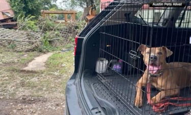 Dog Superman rescued Texas flood