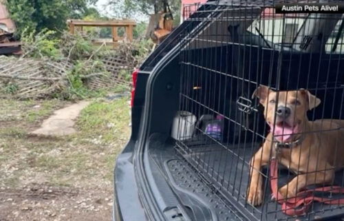 Dog Superman rescued Texas flood