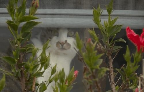 A mountain lion was caught on camera carrying a pet cat in its mouth while strolling through a Seaside neighborhood.