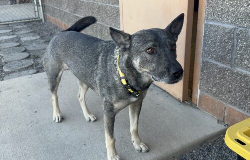 Furry Friends: Mamas is a calm, kind-hearted girl