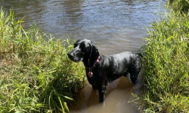 Pets and smoke: How to keep your furry friend safe with poor air quality