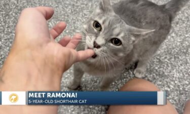 Furry Friends: Ramona the raspy-voiced kitty
