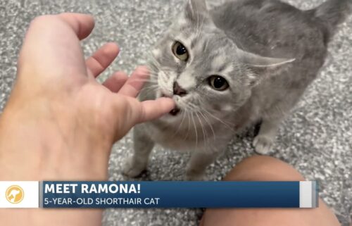 Furry Friends: Ramona the raspy-voiced kitty
