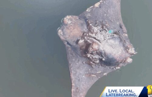 Some Glen Burnie residents are breathing a sigh of relief after dead cownose rays left a horrid smell.
