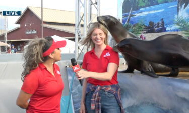 Two sea lions and Lynsey at Deschutes County Fair