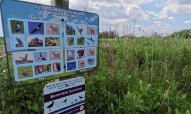 Belle Isle Marsh Reservation is the largest remaining salt marsh in the Boston.