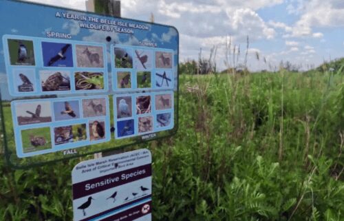 Belle Isle Marsh Reservation is the largest remaining salt marsh in the Boston.