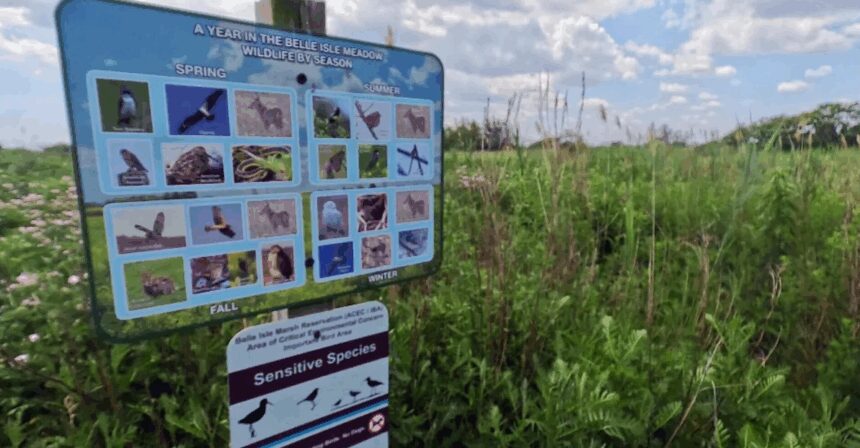 There’s a salt marsh in Boston where you can see more than 200 species of birds