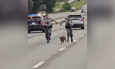 State troopers were called out for an animal in the road.