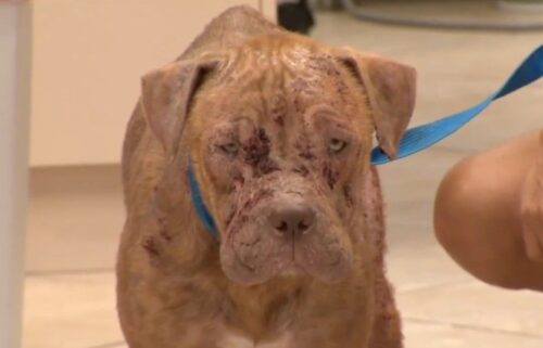 A dog is recovering at an animal hospital after being found suffering from severe injuries by a Hollywood resident.