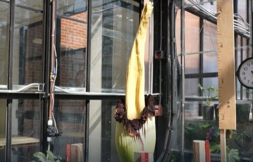 Austin Peay University is home to two extremely rare corpse plants