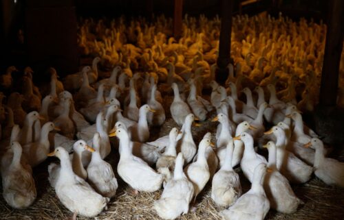 Millions of wild and farmed birds have been affected by the most recent bird flu outbreak.