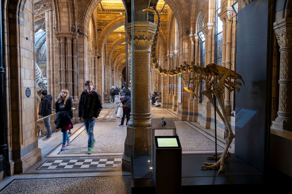 <i>Mike Kemp/In Pictures/Getty Images/File via CNN Newsource</i><br/>Visitors walk past the skeleton of a giant moa bird at the Natural History Museum in London on January 19
