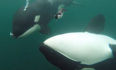 Researchers found 34 cases of killer whales presenting humans with food between 2004 and 2024.
