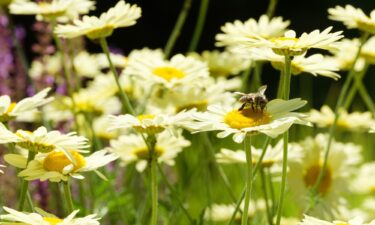 The Pollinator Pathmaker at the Serpentine in London is a living sculpture made of plants.