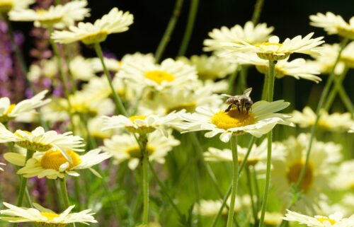 The Pollinator Pathmaker at the Serpentine in London is a living sculpture made of plants.