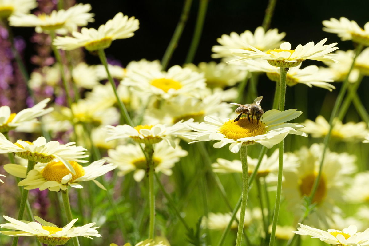 <i>Royston Hunt/Courtesy Alexandra Daisy Ginsberg Ltd via CNN Newsource</i><br/>The Pollinator Pathmaker at the Serpentine in London is a living sculpture made of plants.