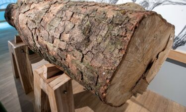 The largest part of the salvaged trunk of the Sycamore Gap Tree will be on display in a public "Coming Home" exhibition at The Sill: National Landscape Discovery Centre in northern England from July 4.
