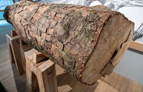 The largest part of the salvaged trunk of the Sycamore Gap Tree will be on display in a public "Coming Home" exhibition at The Sill: National Landscape Discovery Centre in northern England from July 4.