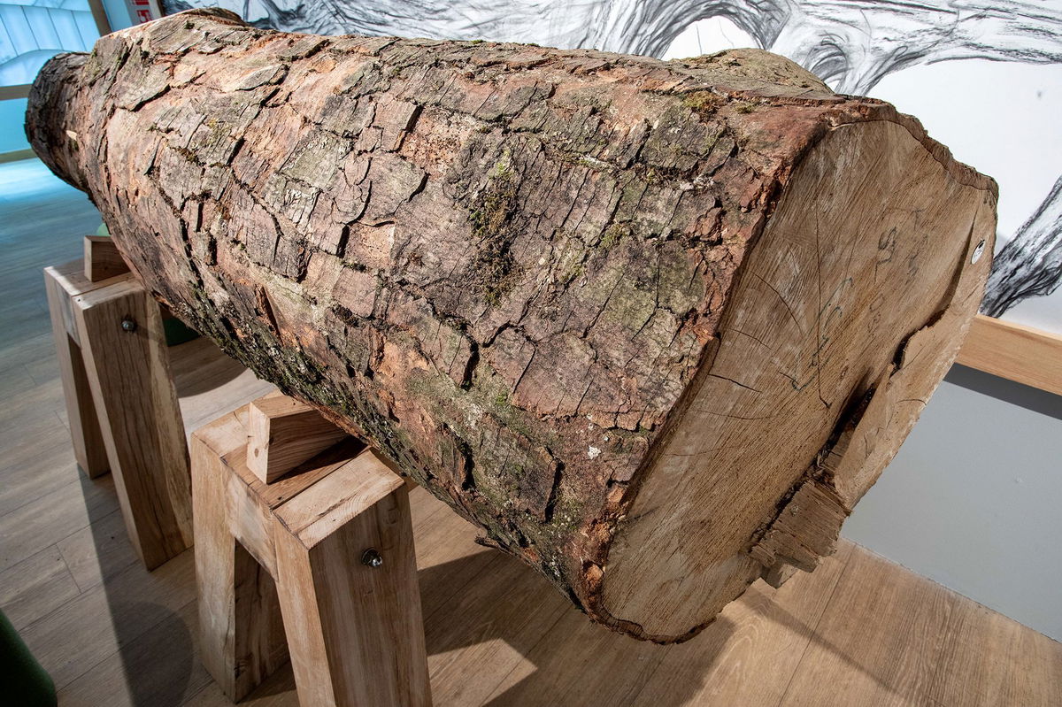 <i>NNPA via CNN Newsource</i><br/>The largest part of the salvaged trunk of the Sycamore Gap Tree will be on display in a public