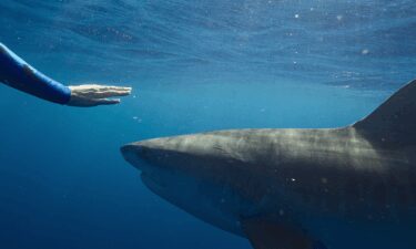 A scene from "Shark Whisperer."