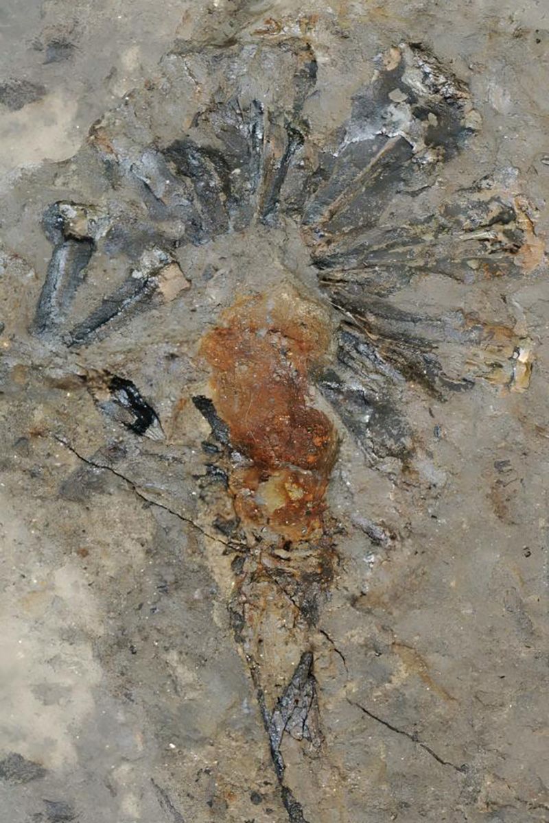 <i>Dr. Zhen Xu via CNN Newsource</i><br/>Another post-extinction lycopod.