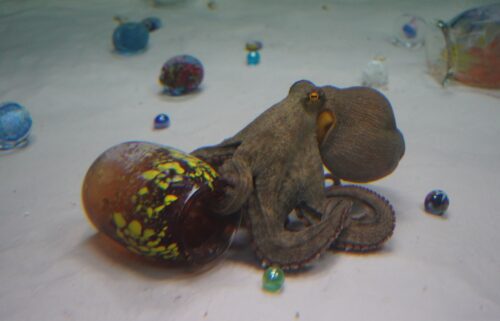 Octopuses are drawn to narrow spaces and can often be found in empty ceramic pots.