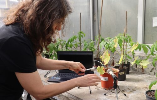 Researchers used special devices to detect the ultrasonic sounds emitted by distressed plants.