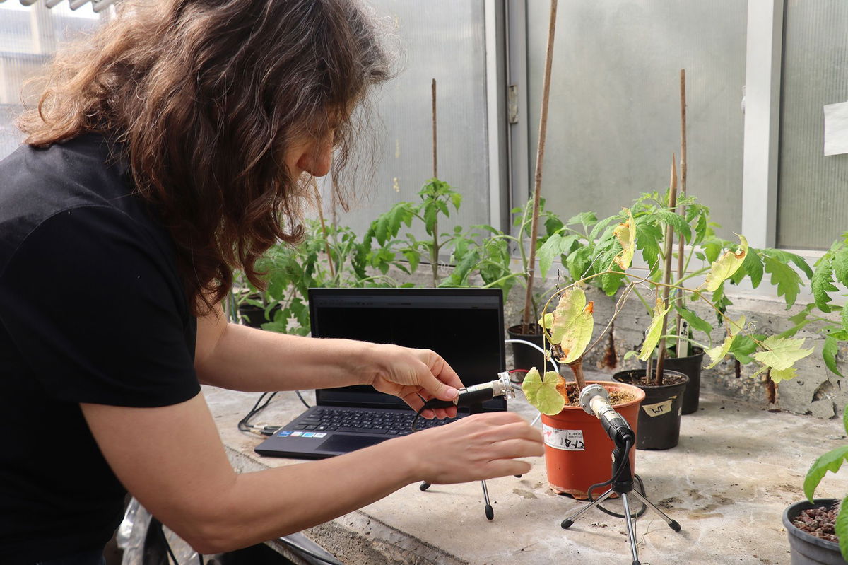 Breakthrough discovery shows that moths listen to plants — and avoid the noisy ones