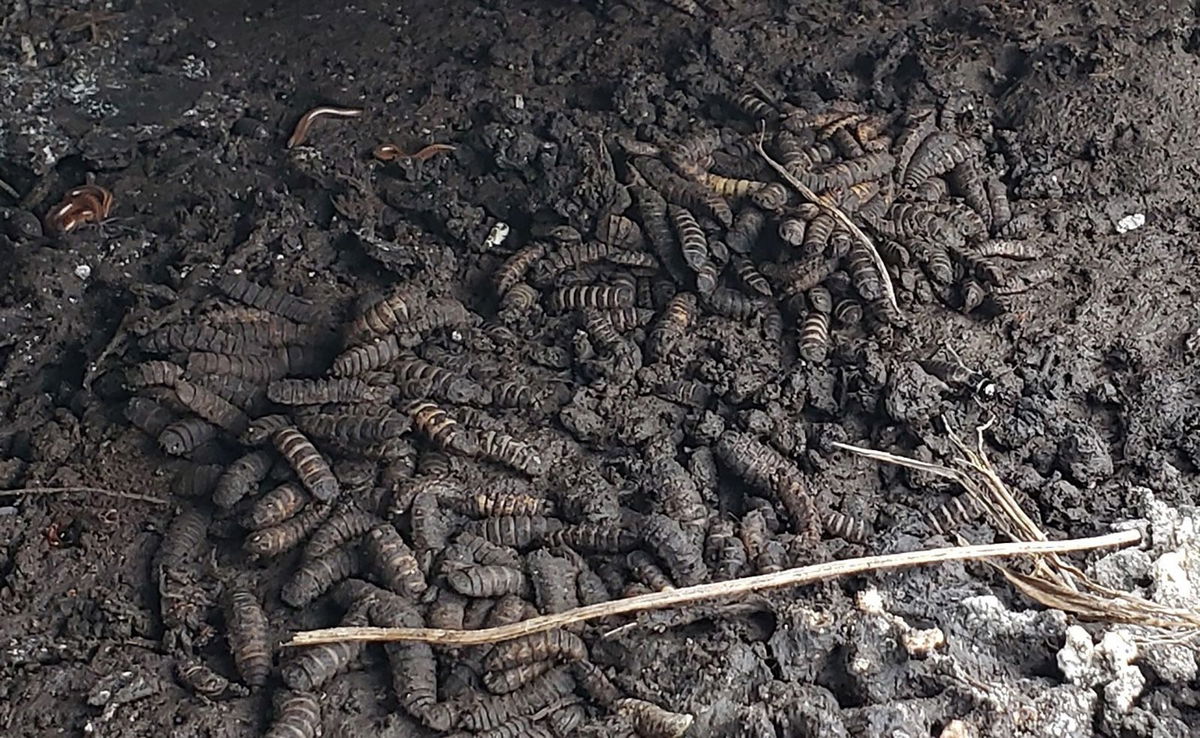 <i>Melanie Beasley via CNN Newsource</i><br/>Lead author Melanie Beasley captured this image of a 