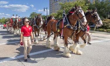 Budweiser Clydesdales