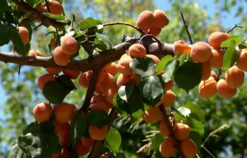 A family-owned farm in Patterson is asking for help after a deal for their summer fruit went sour.