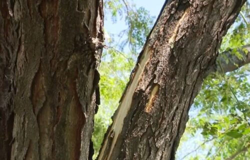 A lightning strike hit a tree in a West Omaha neighborhood
