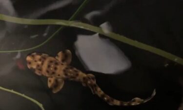 Meet Yoko: A rare baby shark born all on her own.