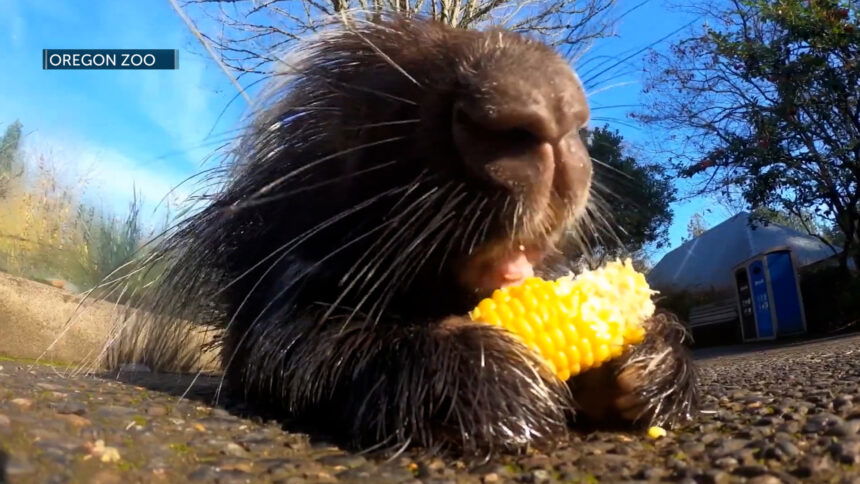 project-porcupine-860x484.jpg