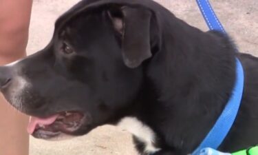 The black mixed-breed dog was found terrified and silent