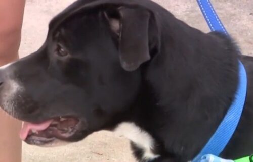 The black mixed-breed dog was found terrified and silent