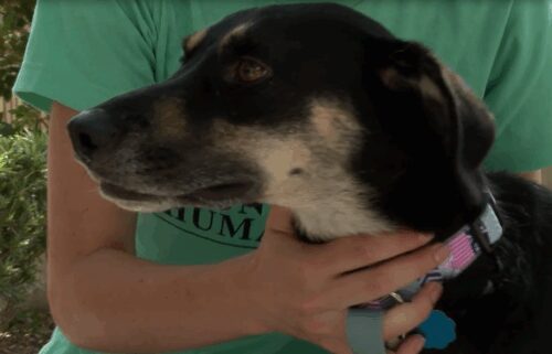 A former resident at Hilton Head Humane Association is safe 6 days after getting loose from his family.