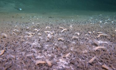 Scientists exploring the hadal zone between Russia and Alaska say they discovered the deepest known ecosystem