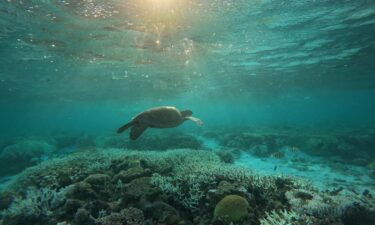 A turtle swims over bleached coral in the lagoon of Lady Elliot Island on the southern Great Barrier Reef
