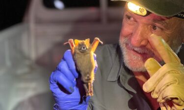 Mexican ecologist Rodrigo Medellín wants the world to care more about bats.