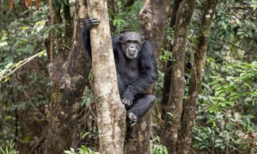 New research suggests that ancient viruses could have contributed to the evolutionary process that resulted in humans