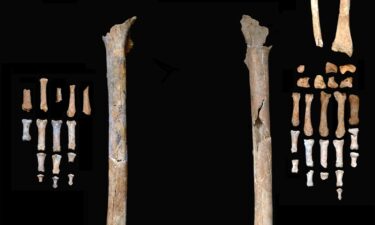 The skull and skeleton of the man from the Thung Binh 1 cave are arranged in their anatomical positions.