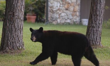 A black bear walks between two homes in Longwood